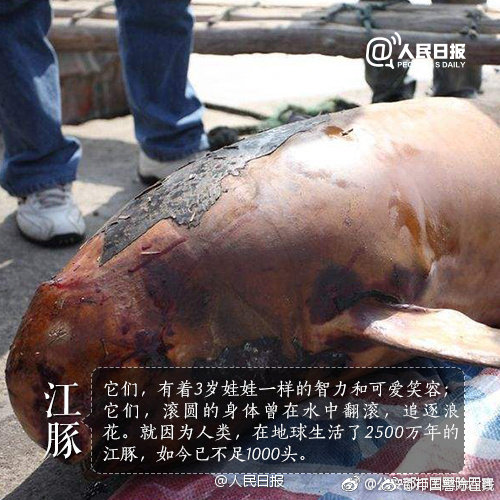 跟小狗親親會怎樣
